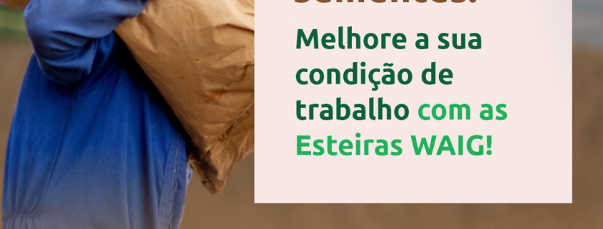 Esteiras WAIG para produtor de sementes